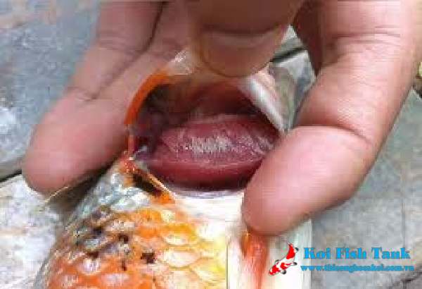 Các loại bệnh của cá koi và cách điều trị hiệu quả nhất